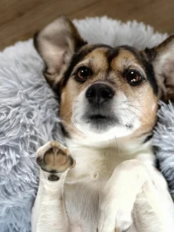 Cama para mascotas de borreguillo Fluffy, tamaños diferentes