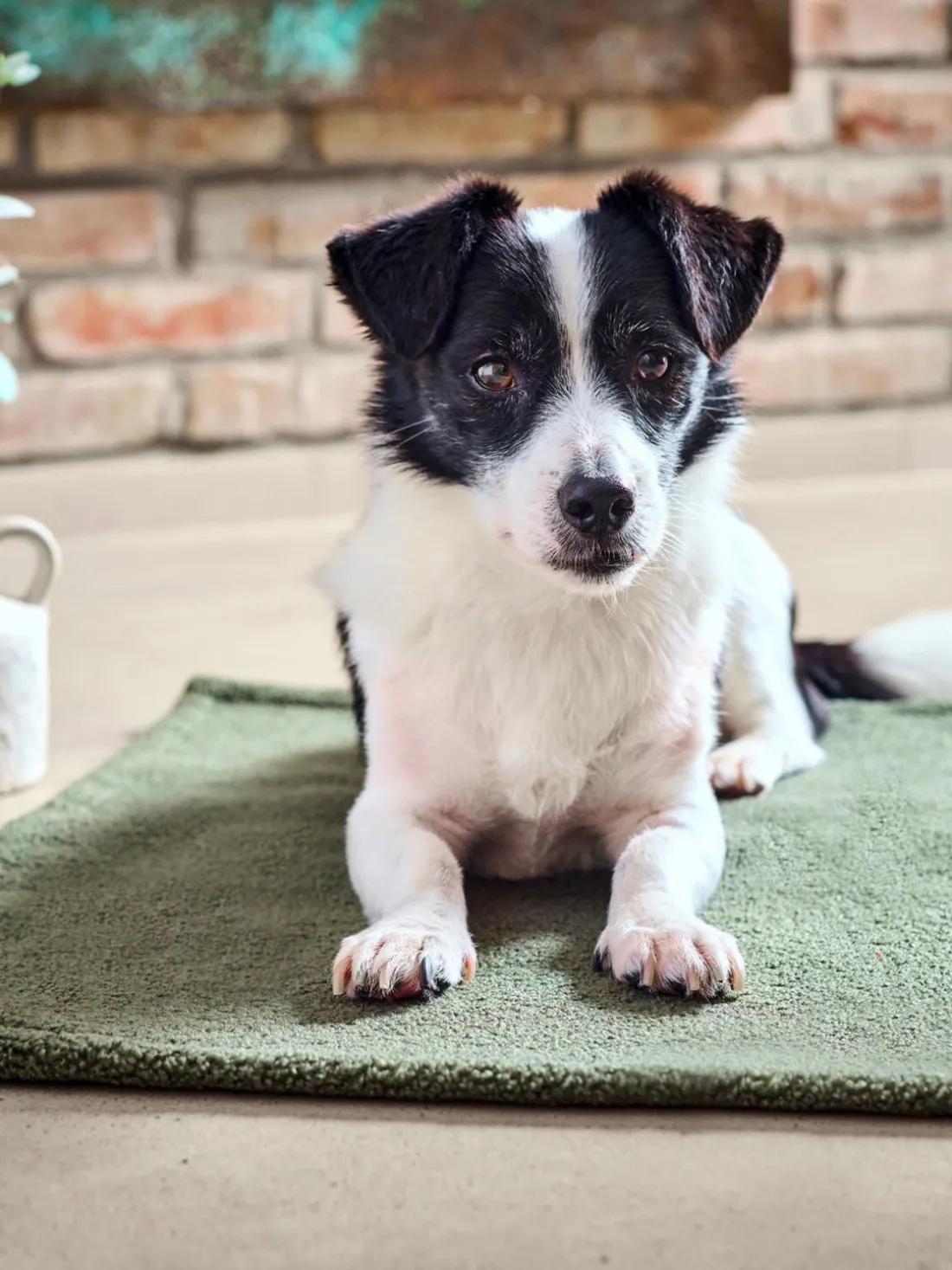 Colcha para mascotas con reverso antideslizante Teddy, tamaños diferentes