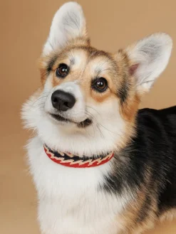 Collar para mascotas artesanal Peruvian Arrov, tamaños diferentes