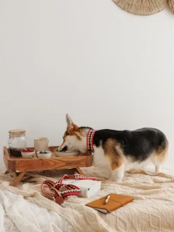 Collar para mascotas artesanal Peruvian Arrov, tamaños diferentes