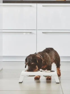 Comedero para mascotas con soporte Desco, 17 cm