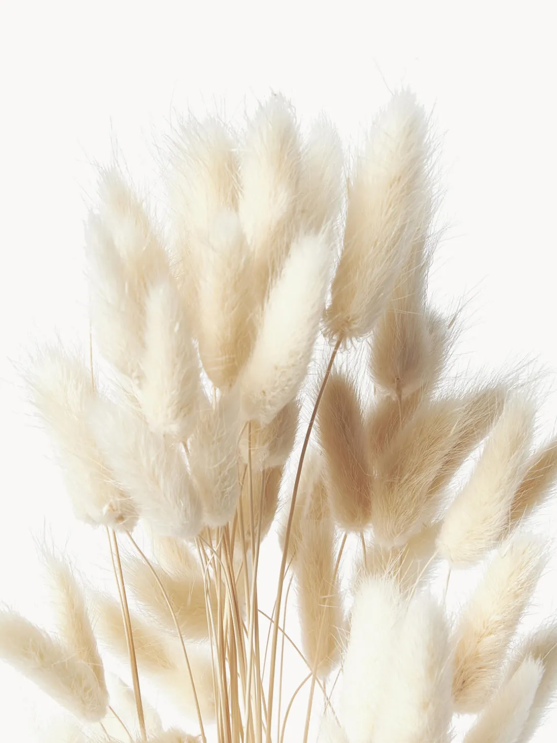 Flores secas Lagurus