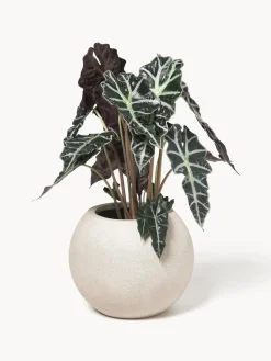 Macetero de hormigón Tuscany, 21 cm