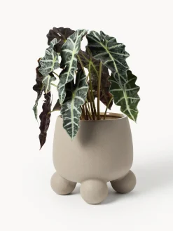 Macetero grande Olea, 32 cm