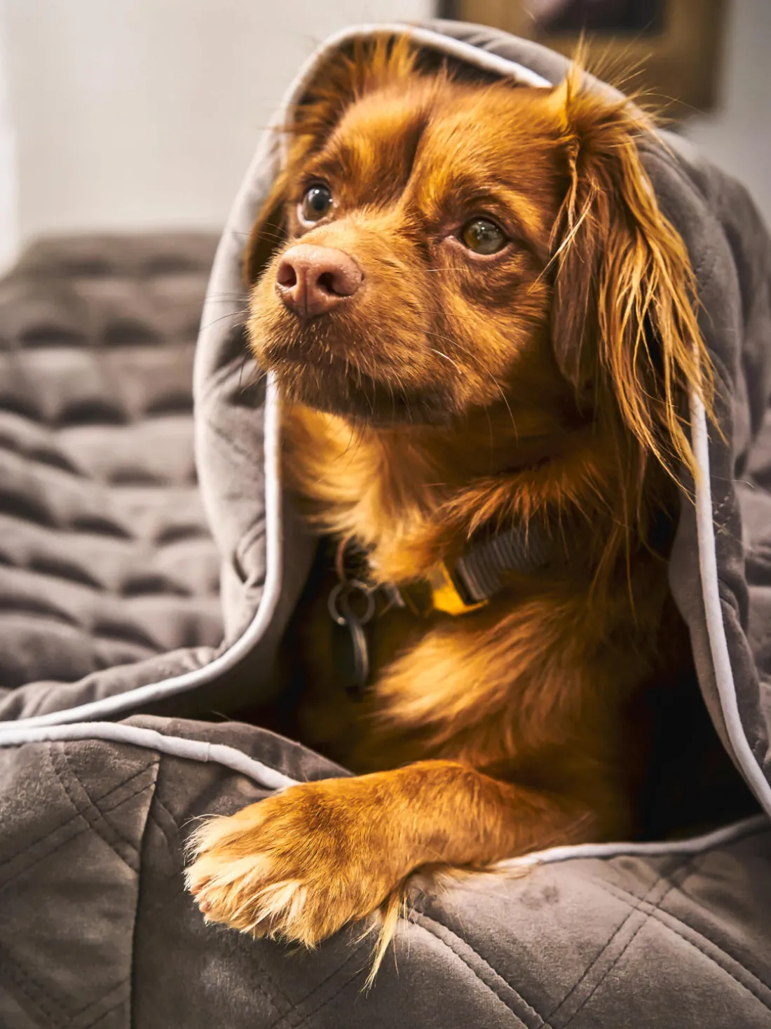 Manta acolchada para mascotas Oxford, tamaños diferentes