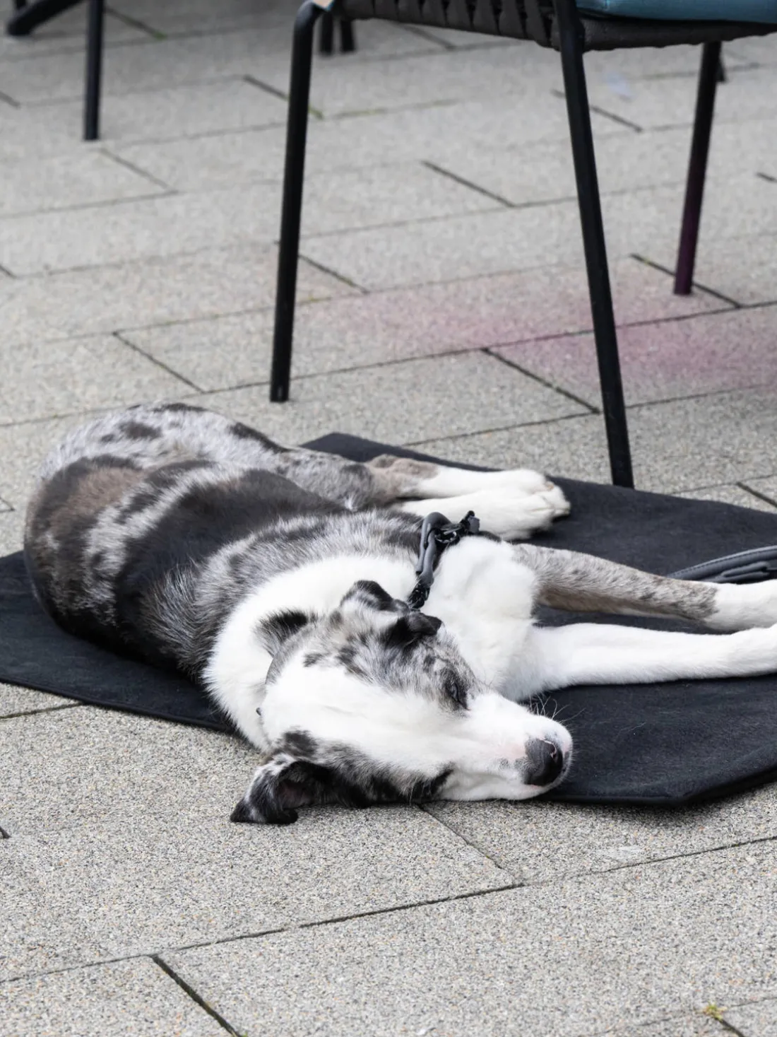 Manta para mascotas de borreguillo con reverso antideslizante, tamaños diferentes