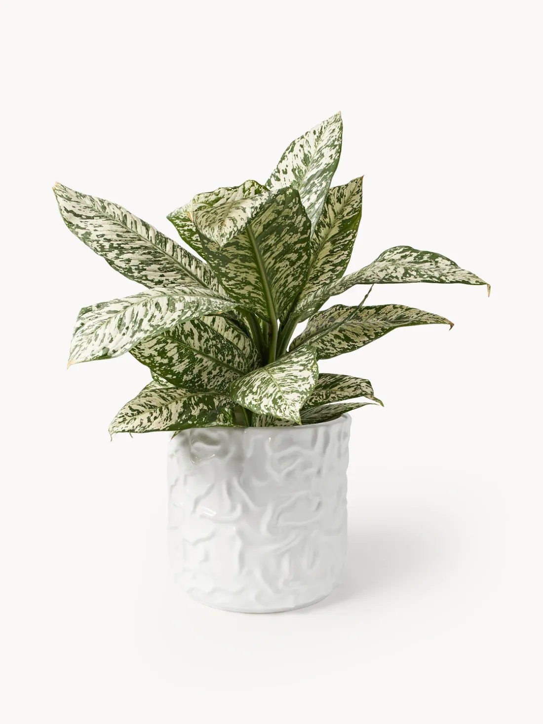 Olla grande Swoon - Blanco brillante