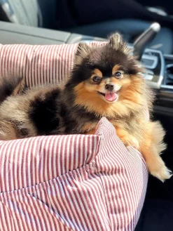 Sofá para mascotas con cinturón de seguridad Premium, tamaños diferentes